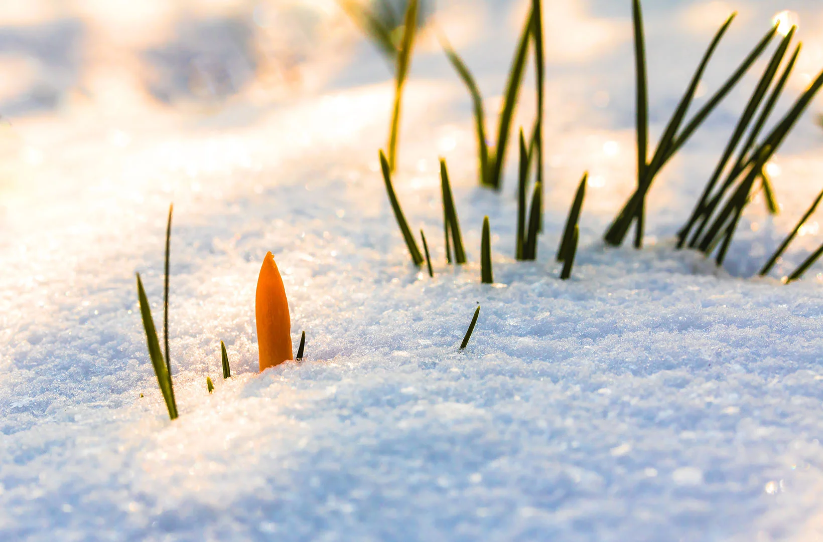 Newsletter Januar 2023