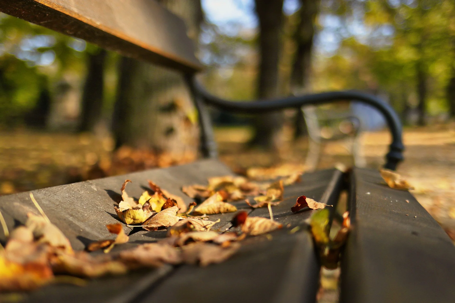 Autumn leaves scattered on a bench in a sunlit park, with a blurry bicycle handlebar in the background.